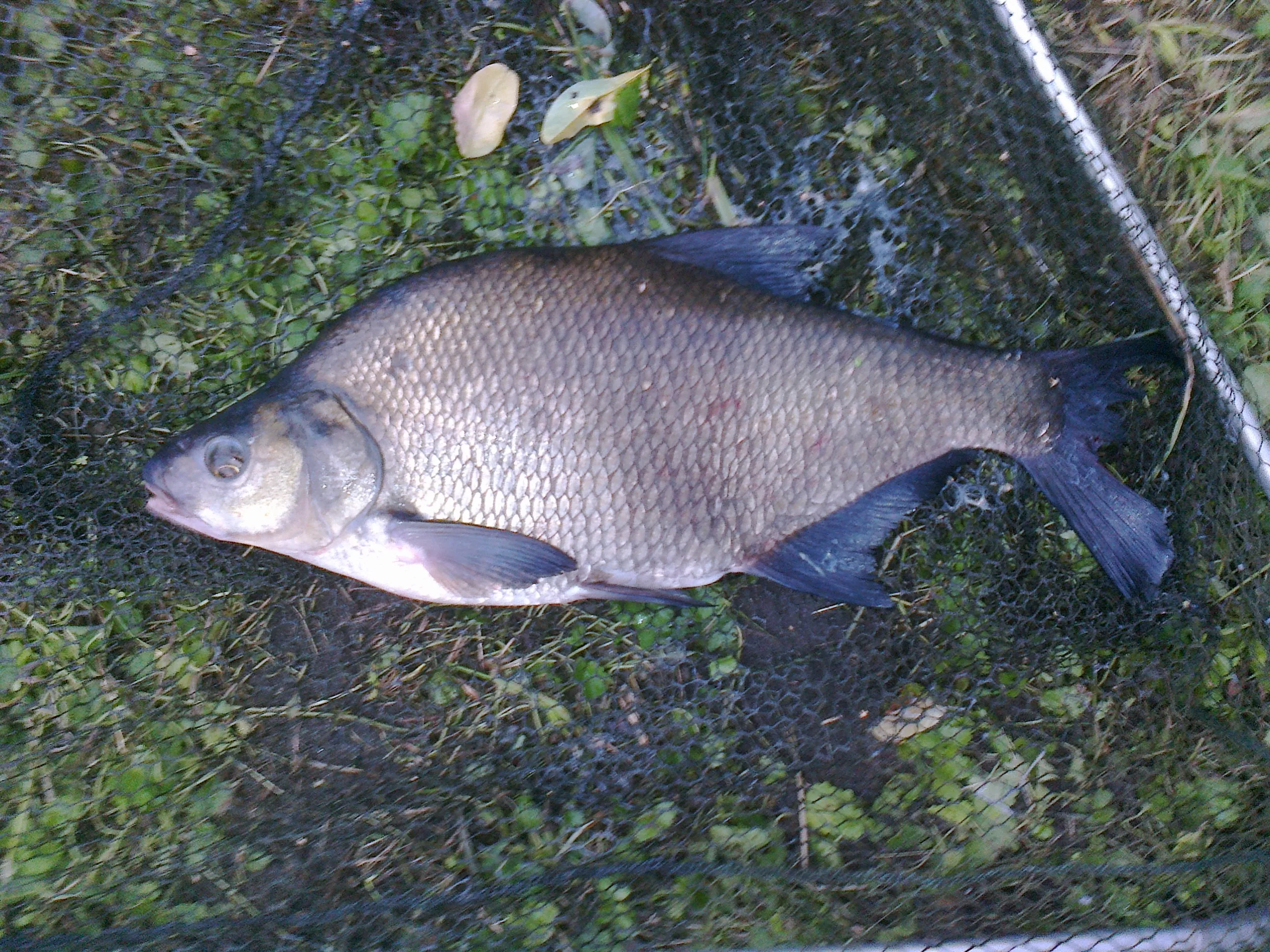 Szkółka Wędkarska
